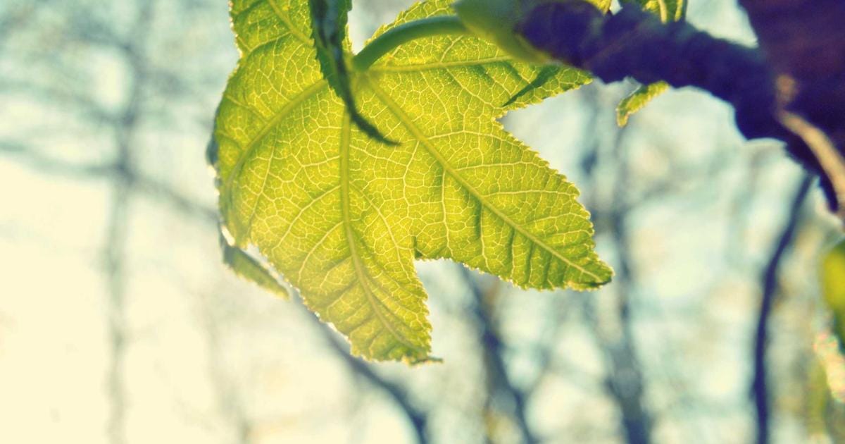 UK Council Tax: What It Covers and How to Get a Discount